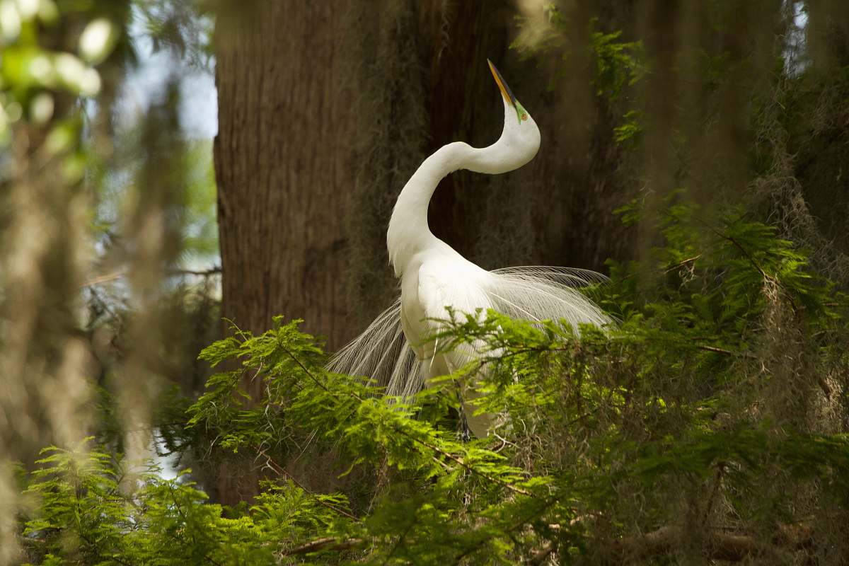 crane bird white bird on tree branch ardeidae